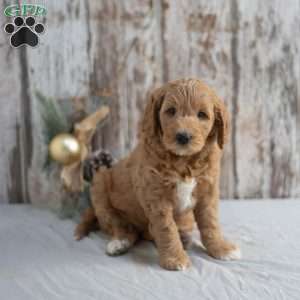 Gina, Mini Goldendoodle Puppy